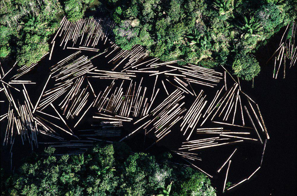 Declaração de Organizações da Sociedade Civil sobre a Crise do Desmatamento e Queimadas na Amazônia Brasileira