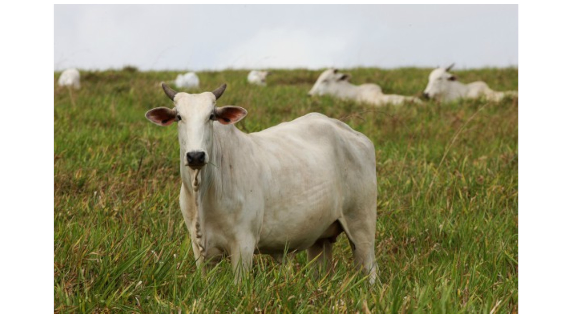 Como a captura corporativa da política brasileira faz a boiada passar